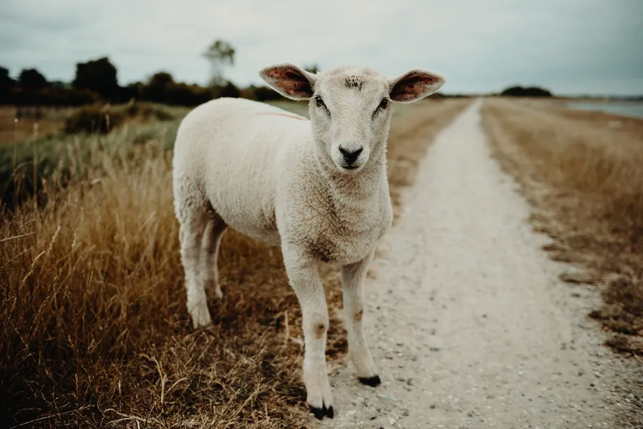Photo by Flavio Gasperini / Unsplash